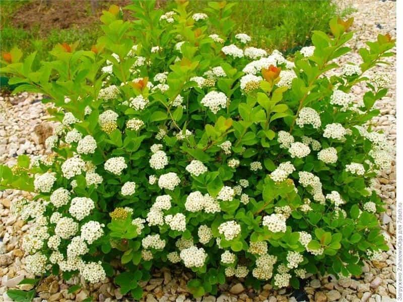 Care Of Spirea Bushes - Spirea Growing Conditions And Care