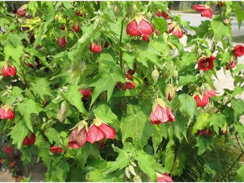 Care for a Flowering Maple