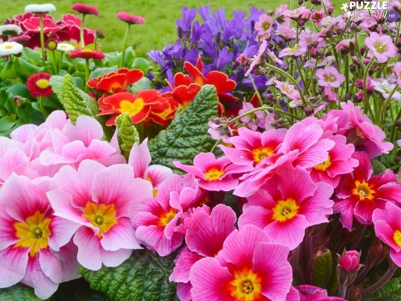 Caring For Primrose Plants: How To Grow And Care For Primrose