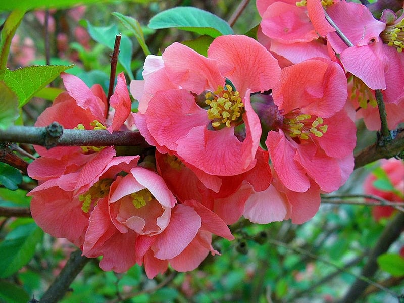 Caring for My Quince Trees - The Martha Stewart Blog