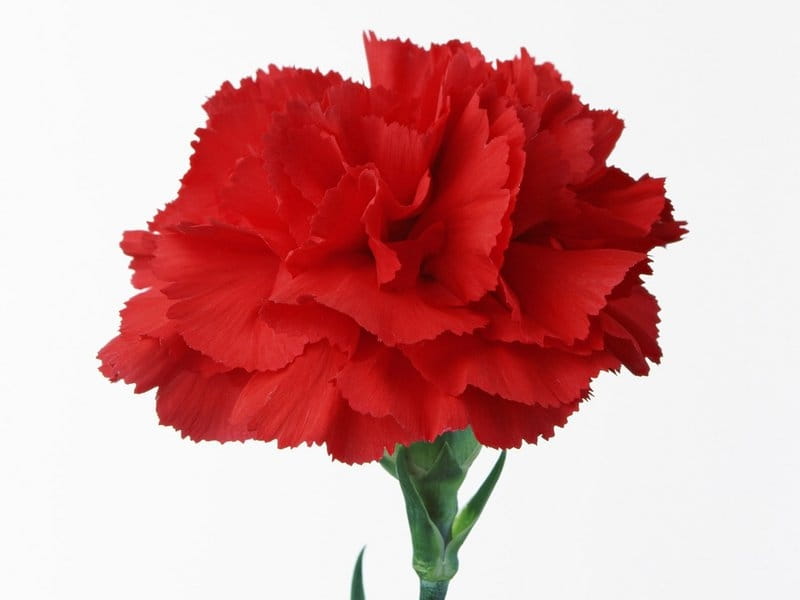 Carnation Fun Facts - Why Carnations Are the Best