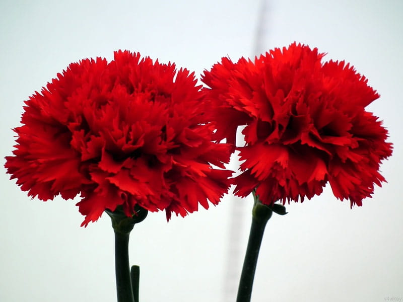 Carnation Meanings, Interesting Facts,  Gift Ideas - Happy Bunch
