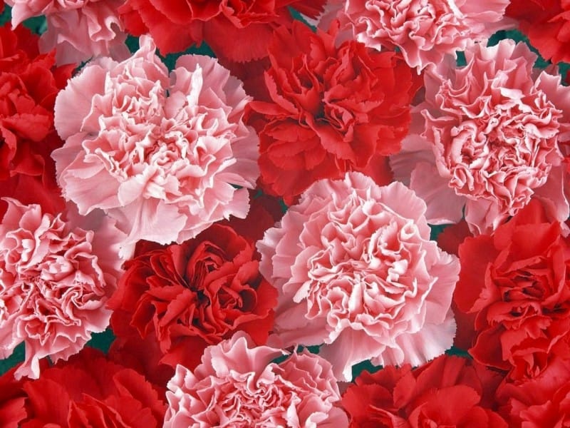Carnations: Complete Guide to Growing and Types - LoveToKnow