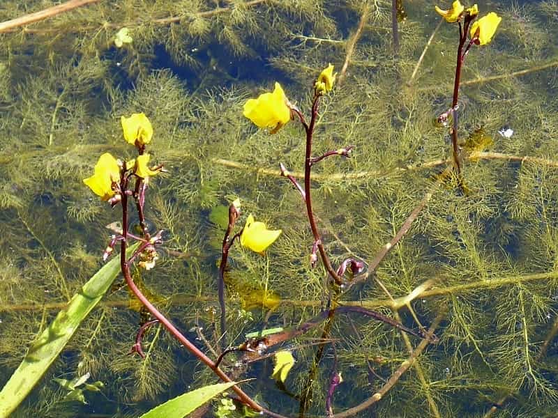 Carnivorous Bladderwort Fastest Plant in the World! - YouTube