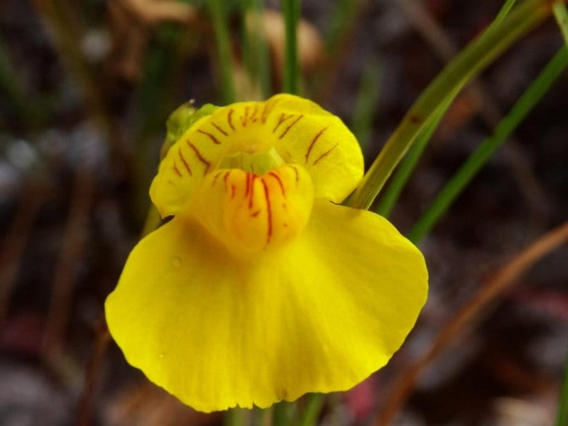 Carnivorous Plants of Delaware's Wetlands: sundew, bladderworts  more