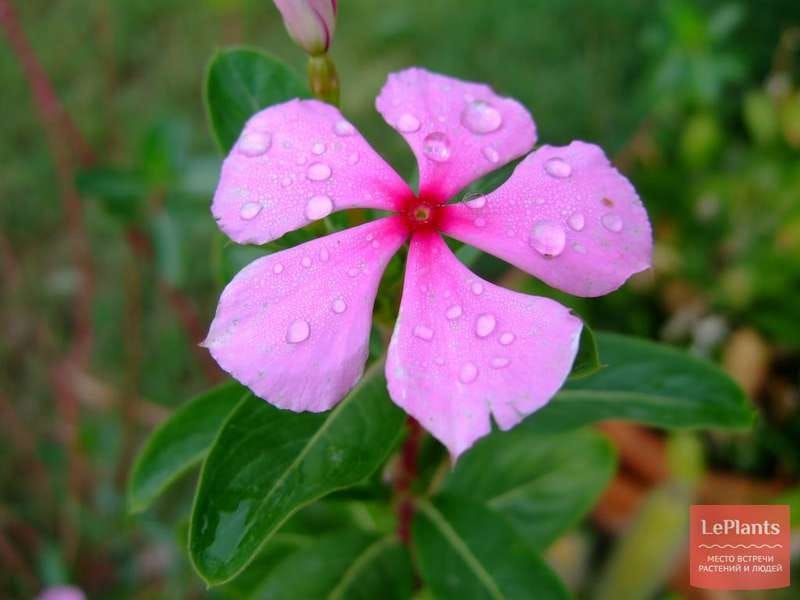 Catharanthus Roseus Blooming Morning Stock Photo by ©PumNin 477664054
