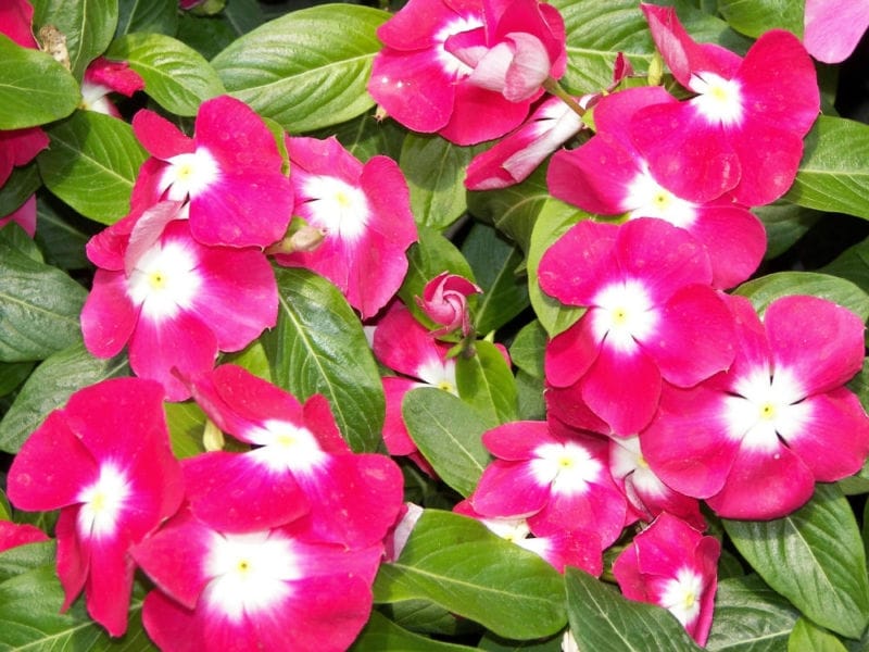 Catharanthus Roseus Flower with Beautiful Pink Color Stock Photo - Image of  maid, plant: 191998320