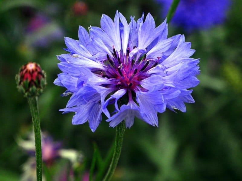 Centaurea cyanus - Wikipedia