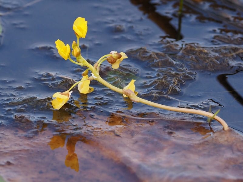 Center for Aquatic and Invasive Plants - University of Florida, IFAS