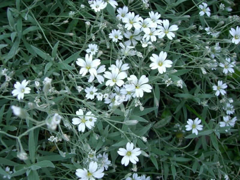 Cerastium tomentosum (snow in summer) › Royalty Free Plant images