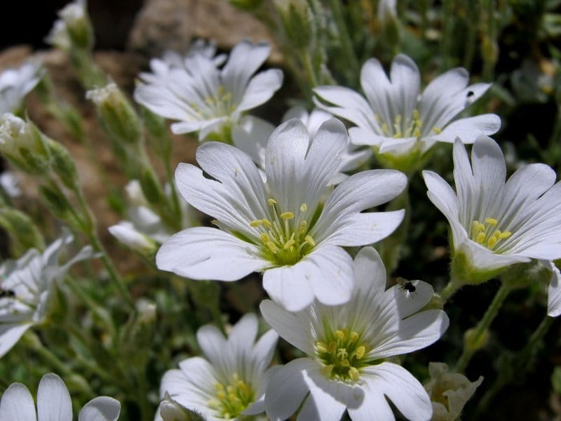 Cerastium tomentosum