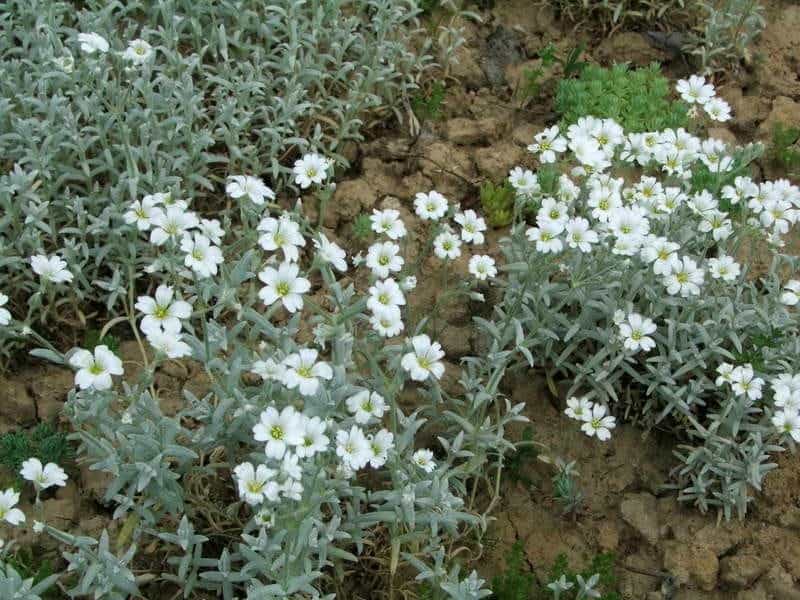 Cerastium tomentosum Yo Yo, Snow in Summer #1 - Behmerwald Nursery