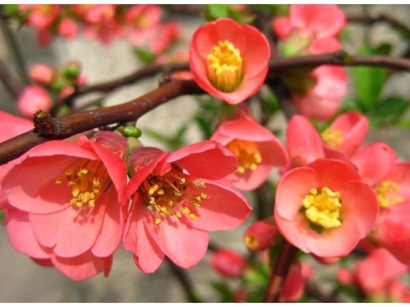 Chaenomeles Speciosa (chinese Quince Flowers ) Stock Image - Image of  floral, delicate: 39133063