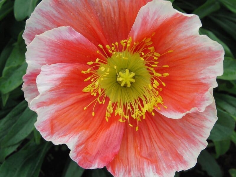 Champagne Bubbles Papaver Plants for Sale (Iceland Poppy) - Free Shipping