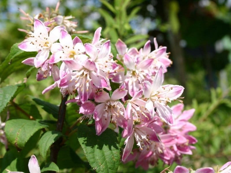 Chardonnay Pearls® Deutzia - Plant Addicts