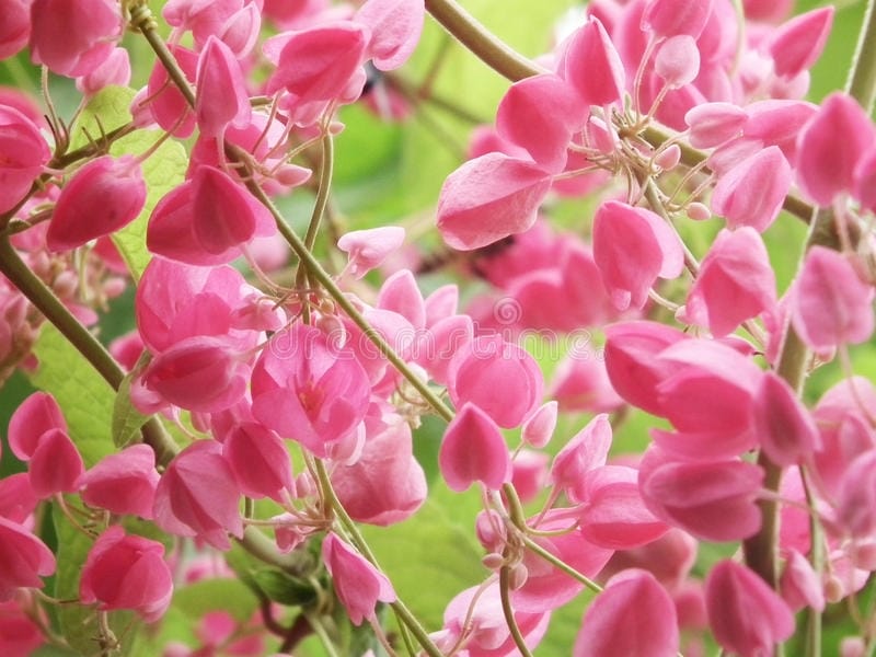 Charming Coral Vine aka Mexican Creeper – letstalkgardens