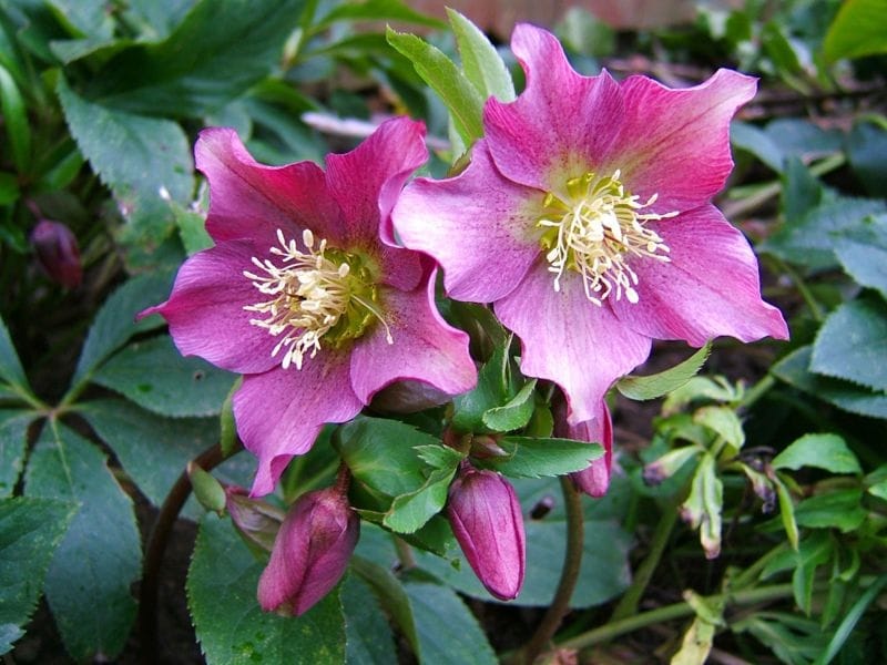 Chase the winter blues away with winter-blooming hellebores - HeraldNet.com