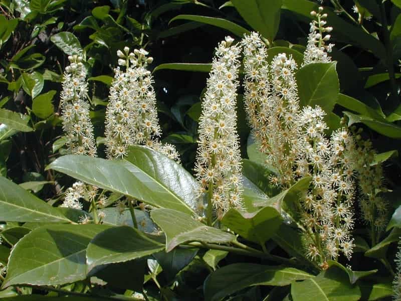 Cherry laurel and other cyanide containing plants » Veterinary Poisons  Information Service