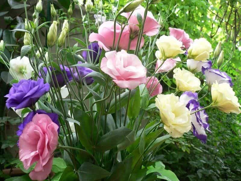 China Fresh Cut Flower White and Pink Edge Eustoma Flowers for Decoration -  China Flowers and Decoration price