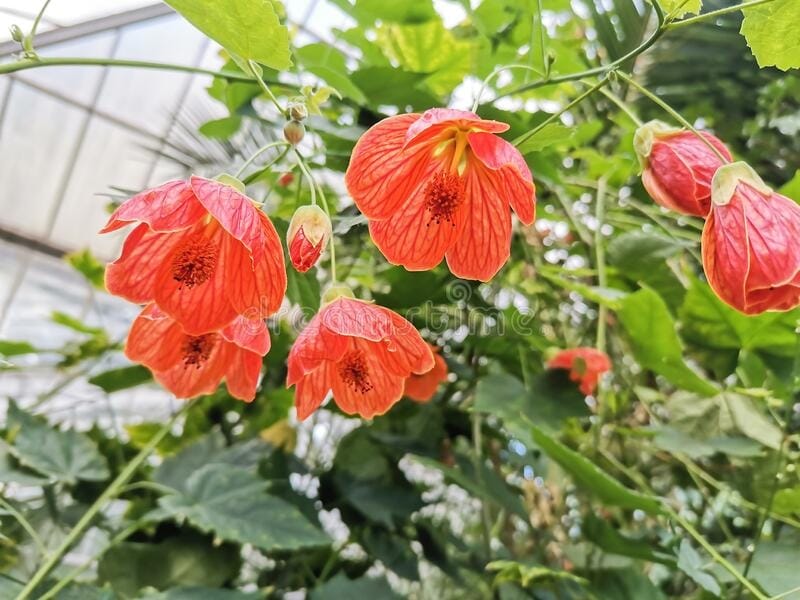 Chinese Lantern Abutilon Pink Flowering Maple Stock Photo (Edit Now)  1515477746