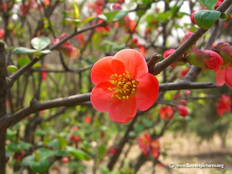 Chinese Quince ( Image  Photo (Free Trial) - Bigstock