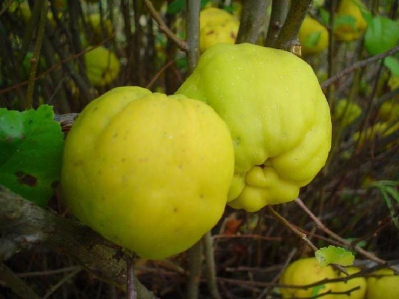 Chinese Quince – Kahikatea Farm Certified Organic Nursery and Permaculture  Farm