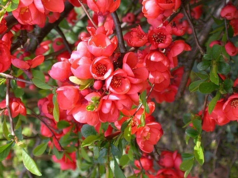 Chinese Quince (Quincedonia) – Description - Walter Reeves: The Georgia  Gardener