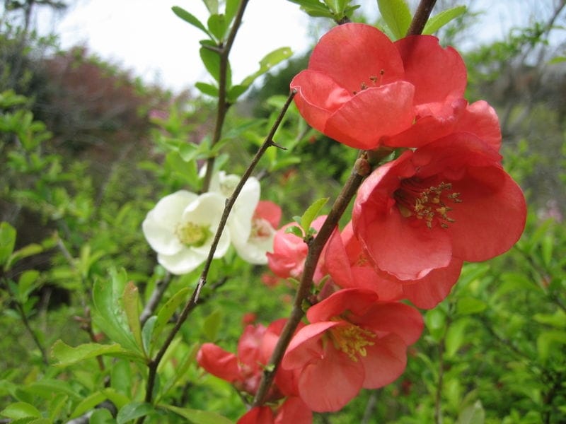 Chinese Quince Blossom Image  Photo (Free Trial) - Bigstock