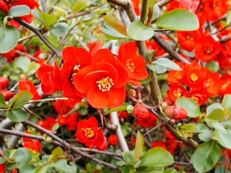 Chinese Quince High Resolution Stock Photography and Images - Alamy