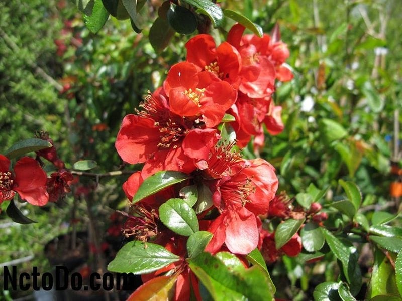 Chinese quince (C. Lagena (Chojubai)), 15 cm, ± 35 years old - BonsaiPlaza