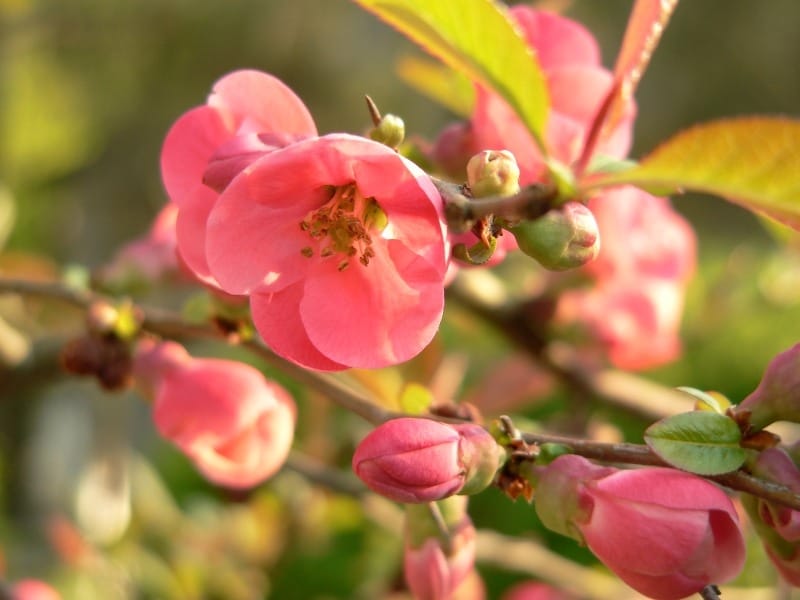 Chinese quince (Chaenomeles speciosa 'Moerloosei' Stock Photo - Alamy