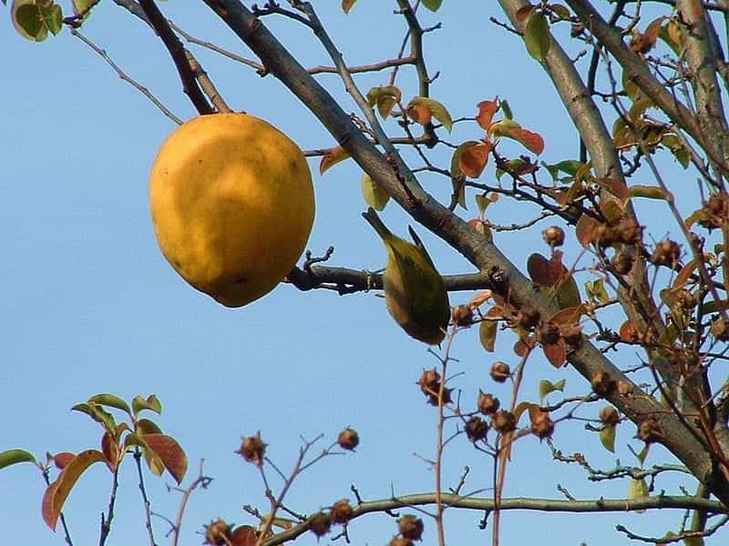 Chinese quince in the ground – Nebari Bonsai
