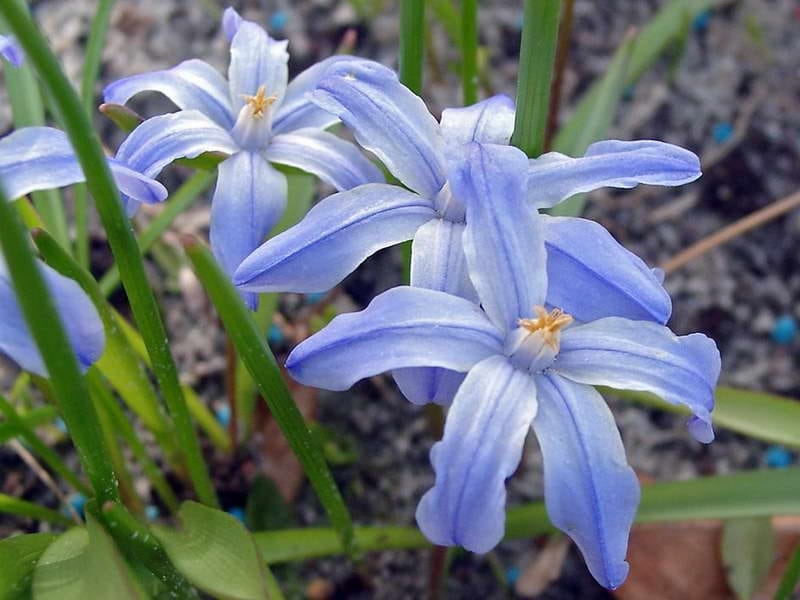 Chionodoxa Luciliae — Dutch Mill Bulbs Fundraising