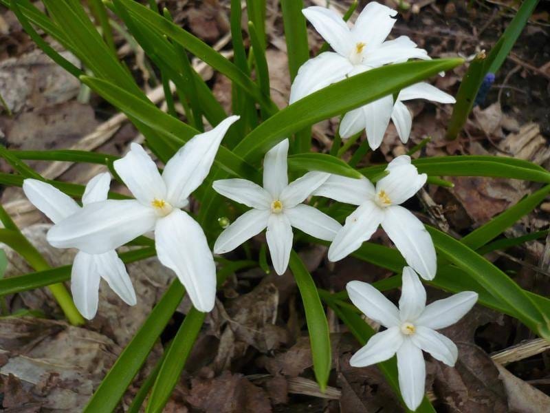 Chionodoxa Mixed Glory Of The Snow - Suttons