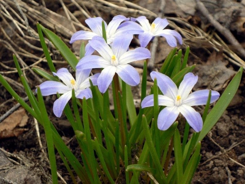 Chionodoxa luciliae - Wychwood Tasmania