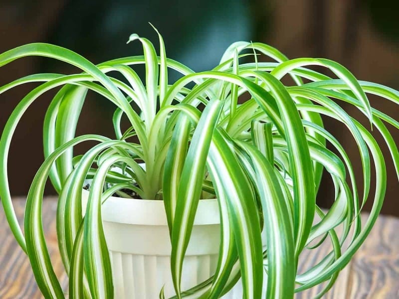 Chlorophytum Variegatum Spider Plant for Sale - Free UK Delivery