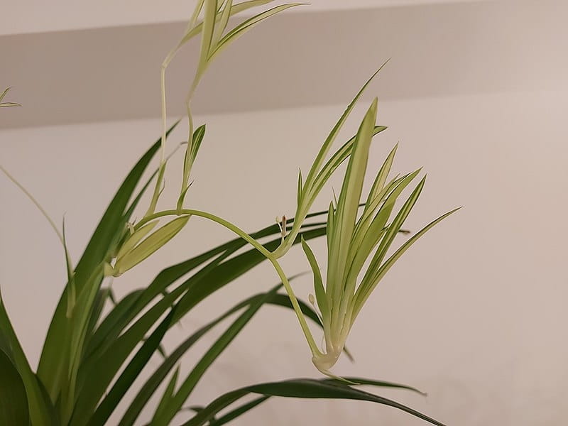 Chlorophytum comosum 'Ocean' - Spider Plant (4.5\