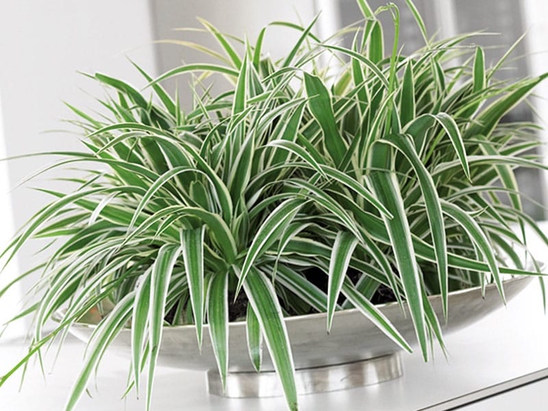 Chlorophytum comosum Bonnie - Curly Spider Plant - Purify Your Air -  Hortology