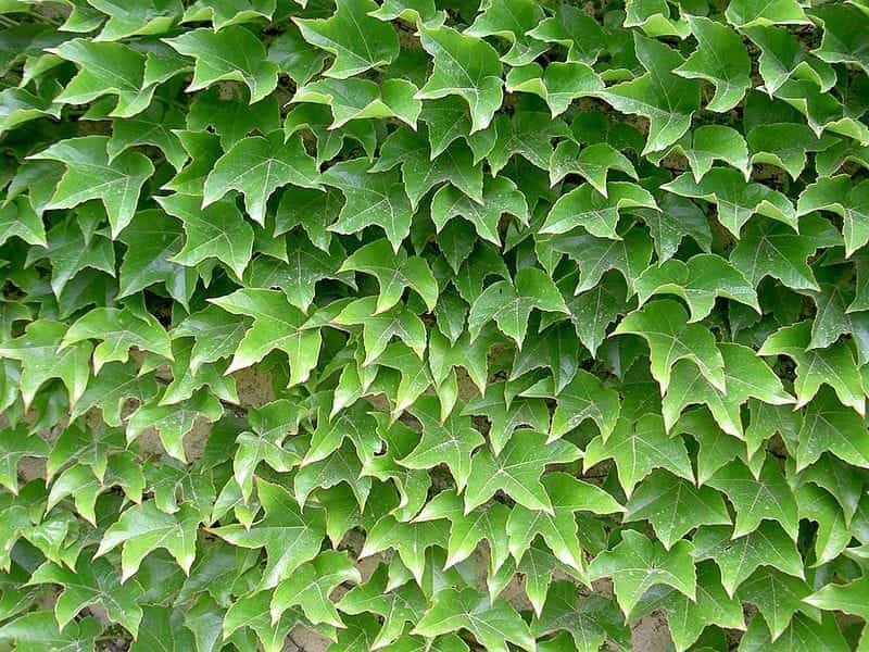 Cissus rhombifolia Ellen Dancia - Grape Ivy - Hortology