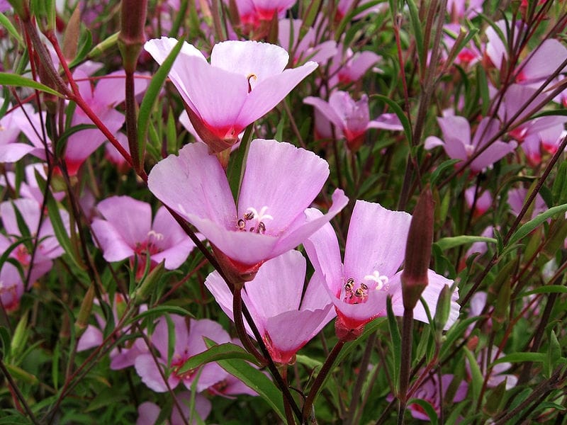 Clarkia – A Native Flower with a History - The Granada Native Garden  Newsletter