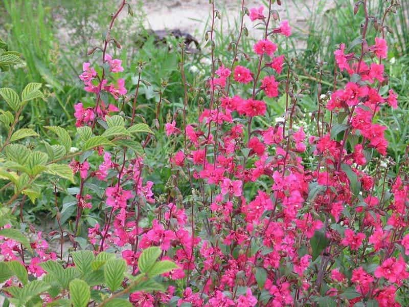 Clarkia - Elegant Pink - Oregon Wholesale Seed Company