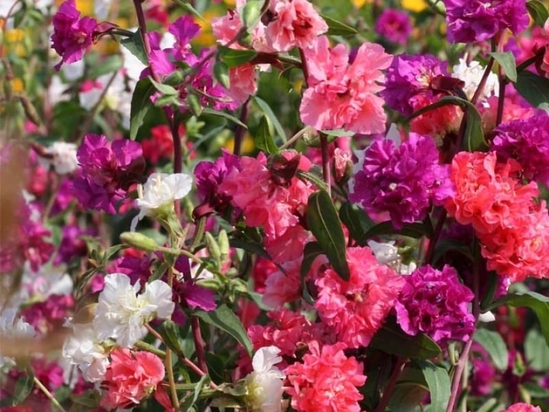 Clarkia (Godetia) – A to Z Flowers