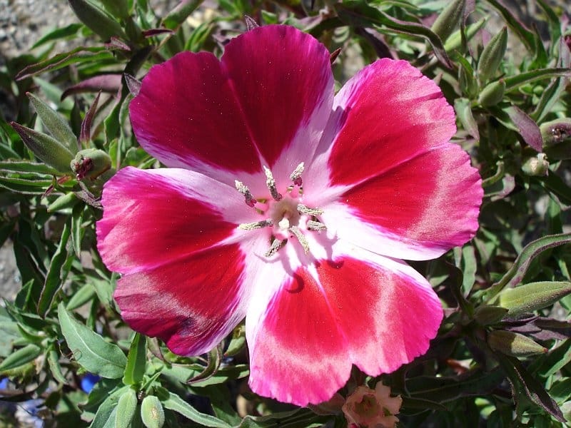 Clarkia Amoena `Azaleenschau` in July. Clarkia Amoena, Farewell To Spring  or Godetia; Syn. Godetia Amoena, is a Flowering Plant. Stock Image - Image  of fresh, flora: 227219505