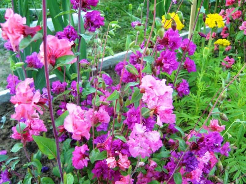 Clarkia Amoena `Azaleenschau` in July. Clarkia Amoena, Farewell To Spring  or Godetia; Syn. Godetia Amoena, is a Flowering Plant. Stock Image - Image  of green, flower: 227219477