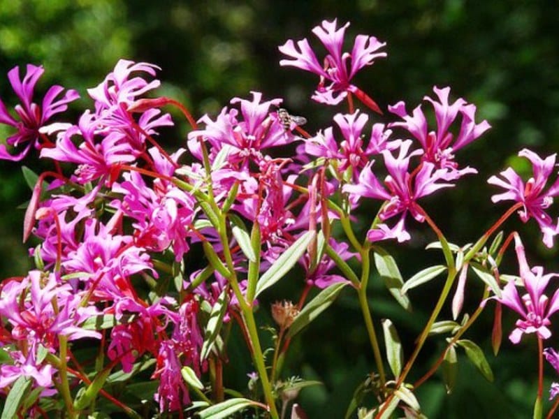 Clarkia Double Mix Seed - 1 Packet