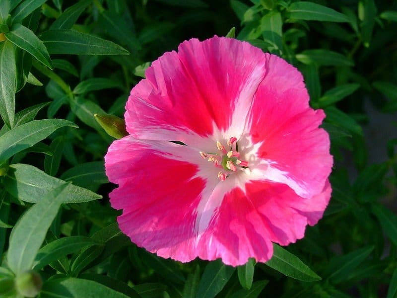 Clarkia Flower. Pink Godetia Flower In The Garden Stock Photo, Picture And  Royalty Free Image. Image 95338528.