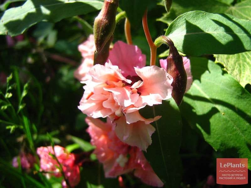 Clarkia amoena (Farewell-to-Spring) Wildflower Seed