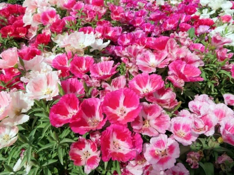 Clarkia amoena ssp. lindleyi - Xera Plants