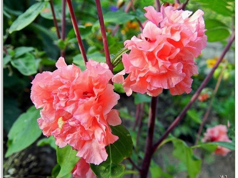 Clarkia unguiculata - Elegant Clarkia (Seed) - Theodore Payne Foundation  Store