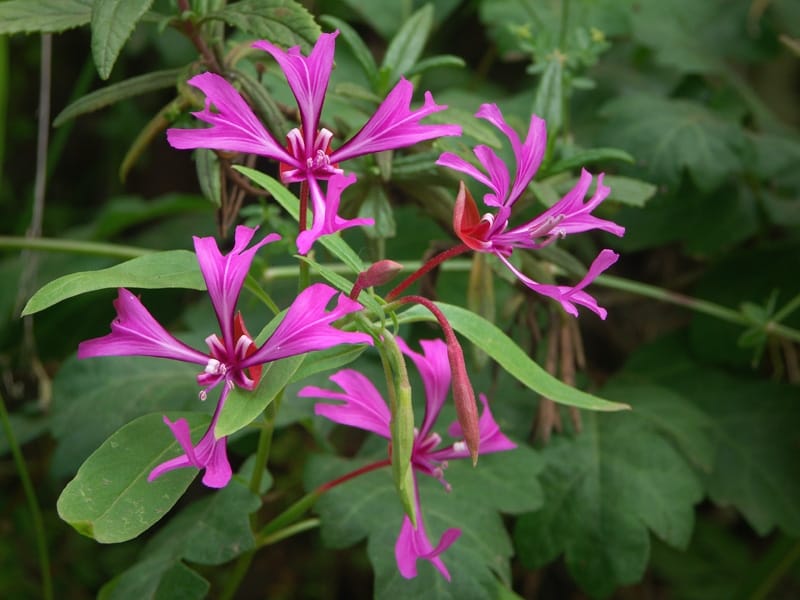 Clarkia unguiculata, Mountain Garland – Larner Seeds